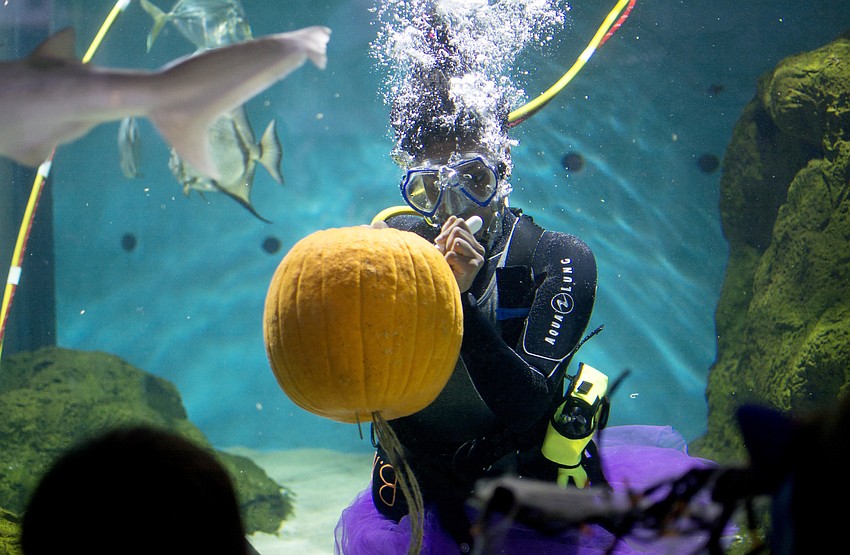 Families gathered around a shark tank for the underwater pumpkin carving.