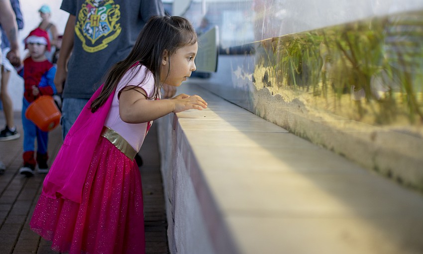 Bella Figueroa enjoys an exhibit during Mote's Night of Fish, Fun and Fright.