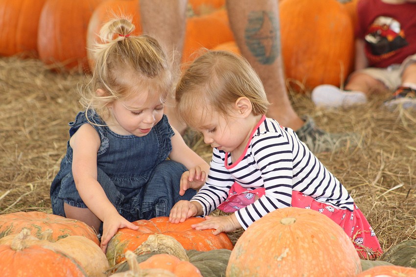 Siesta Key's Margo Athas and Sarasota's Tess D'Agostino decide which pumpkin they like best at the Hunsader Farms Pumpkin Festival.