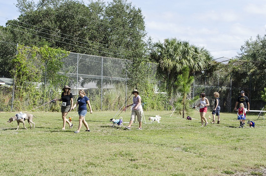 The dogs parade around Arlington Paw Park to show off their costumes.