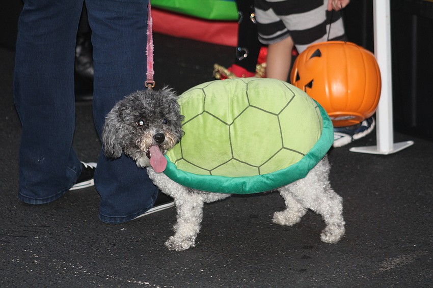 At Boo Fest, Banana the dog played a turtle.