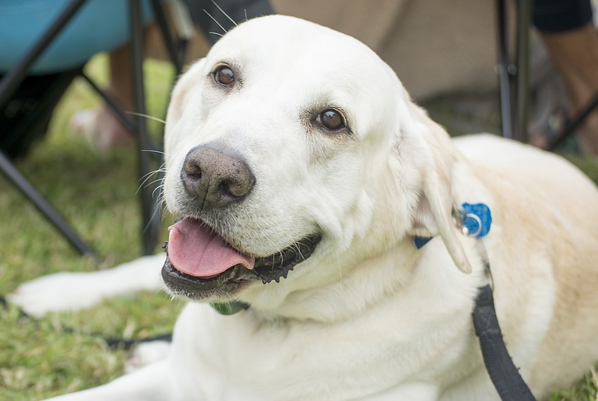 Wiz relaxes behind his owner's chair during Giving Hunger the Blues and Jazz by the Bay.