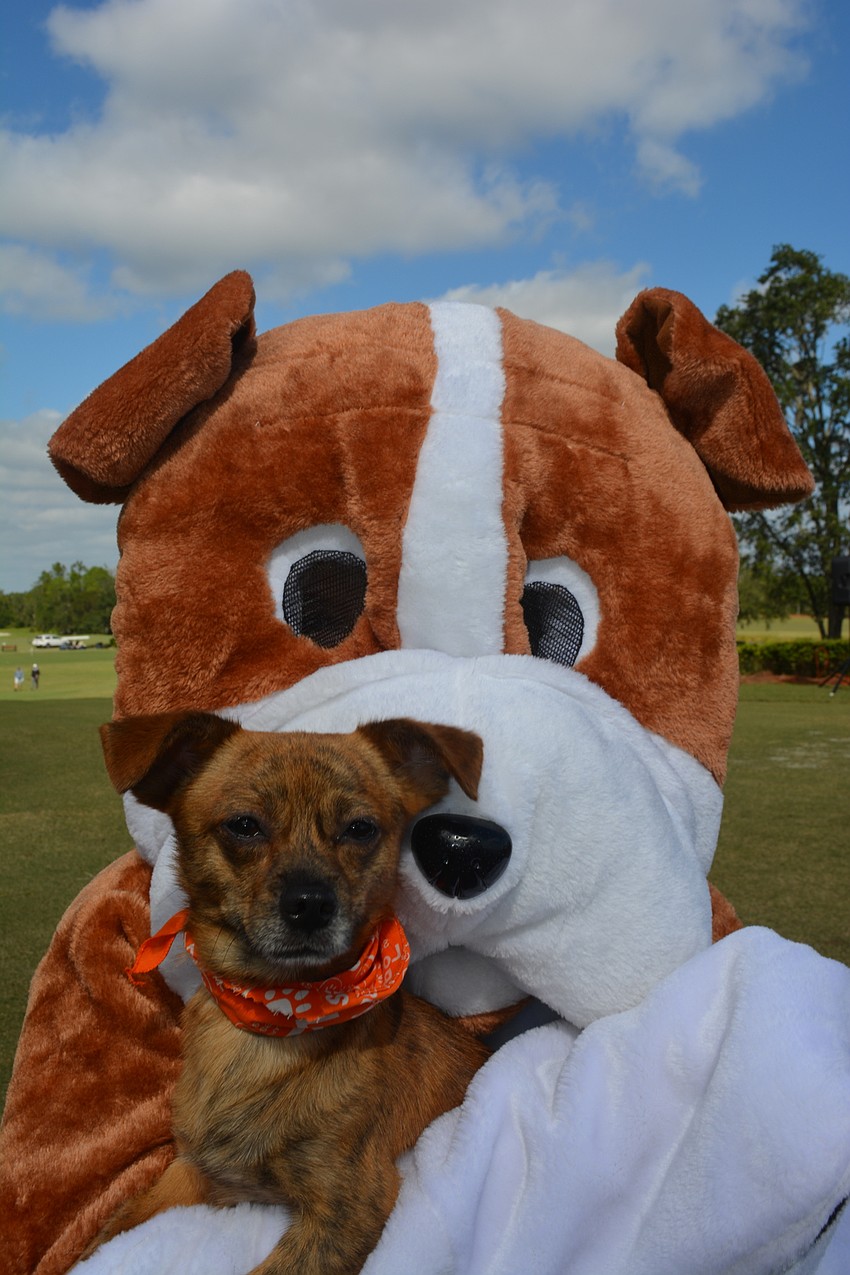 Humane Society Treasurer Christine Legge dons a dog mascot costume, which had the real variety somewhat confused.