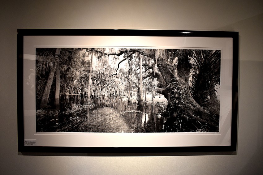This photograph entitled “Myakka Swamp” was taken in 2001.