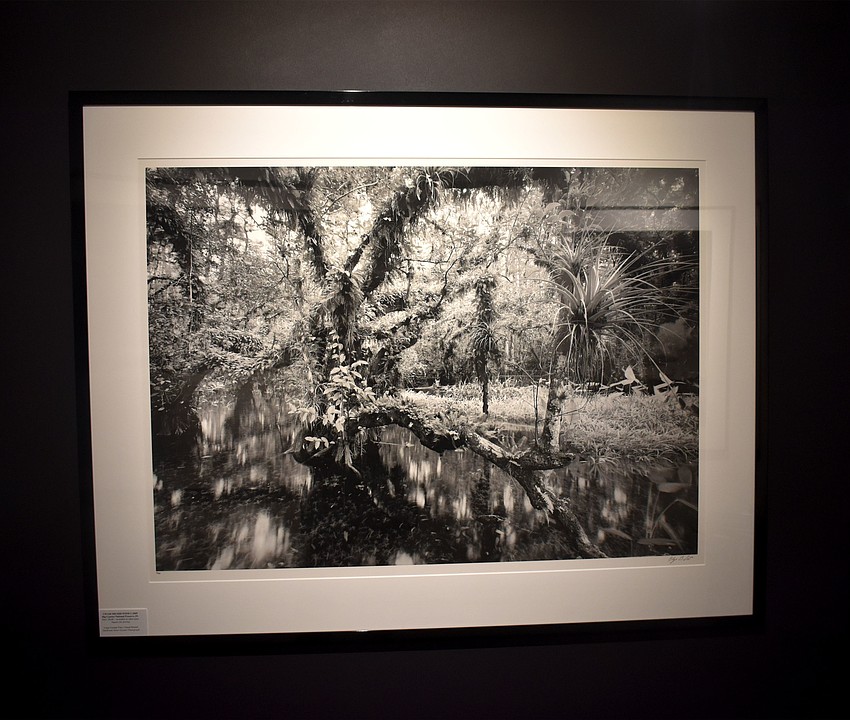 “Cigar Orchid Pond” was taken at Big Cypress National Preserve in 2009.