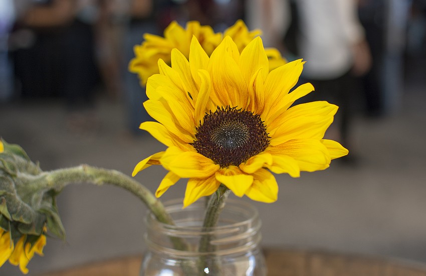 Sunflowers were used as centerpieces for the event.