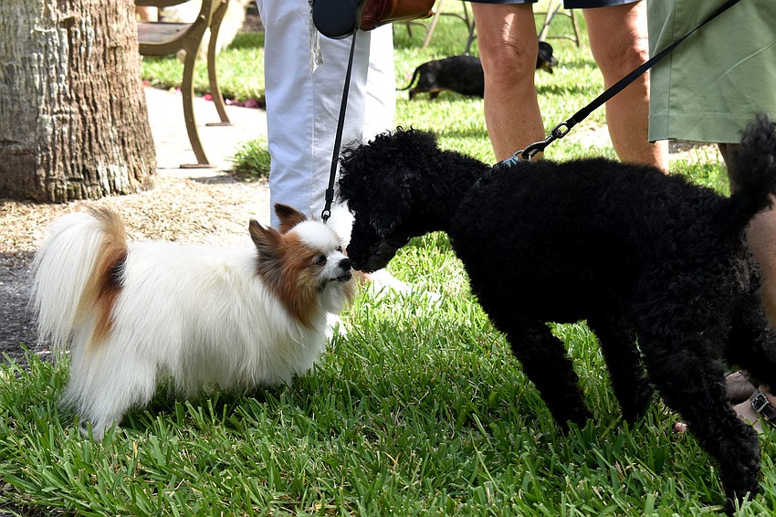 Reggie and Sammy get to know each other at the St. Armands Key Lutheran Church pet blessing.