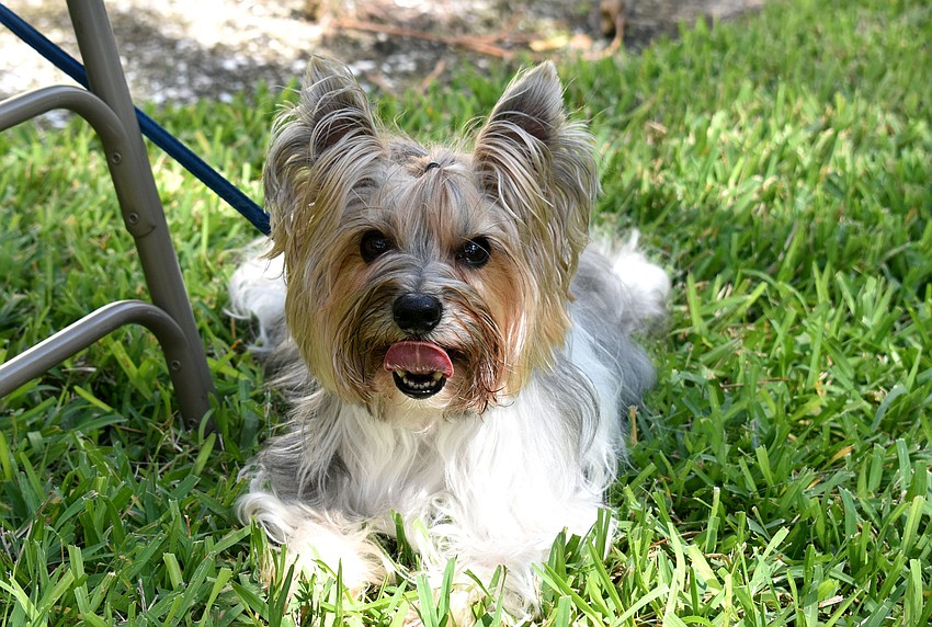Toby finds some shade during the St. Armands Key Lutheran Church pet blessing.