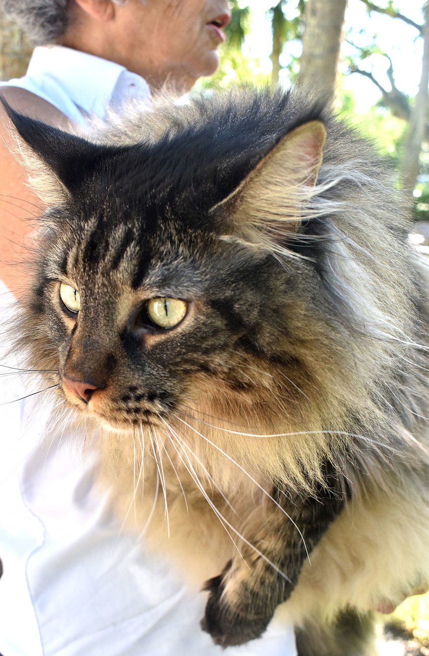 Big Mac, a 23-pound cat, waits for the St. Armands Key Lutheran Church pet blessing to begin.