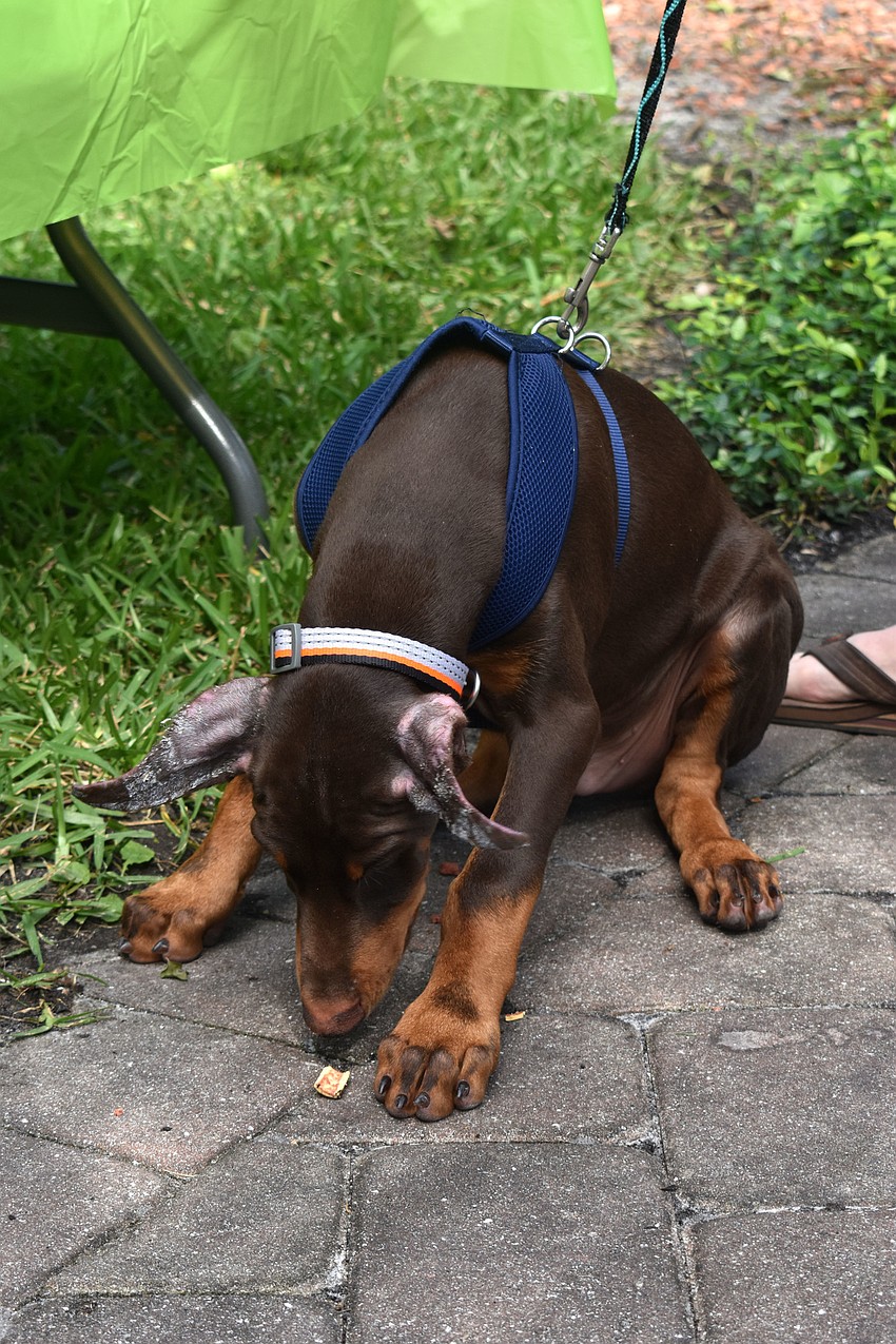 Kevin Mitchell sniffs out a treat following the St. Armands Key Lutheran Church pet blessing.