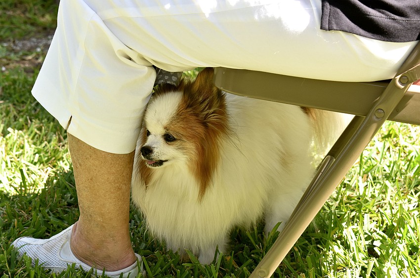 Reggie finds shade under his owner’s chair during the St. Armands Key Lutheran Church pet blessing.