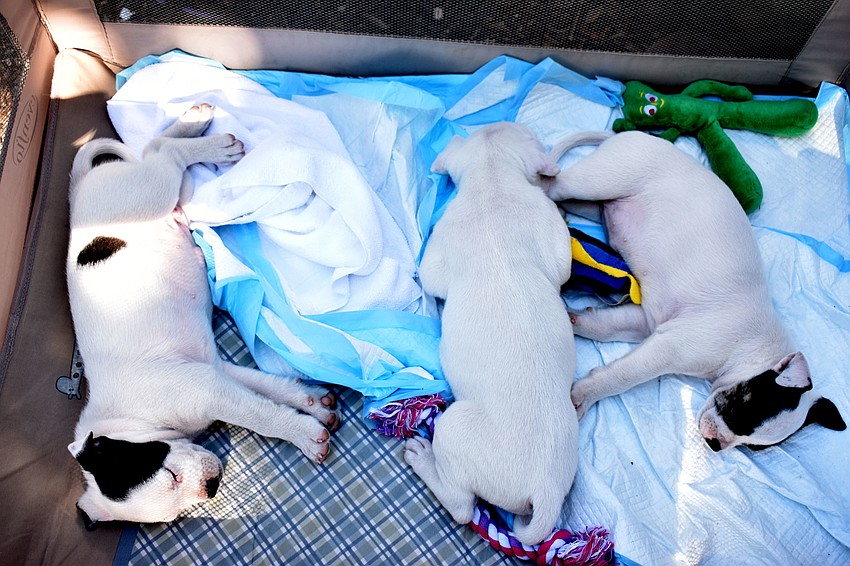 Puppies from Nate’s Honor Animal Rescue nap after running around the dog park at Bayfront Park.