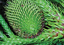 September: Scott Veix captured this photo after Hurricane Irma dropped the top of a Cook pine, giving an up-close look at something not normally seen in Braden Woods.