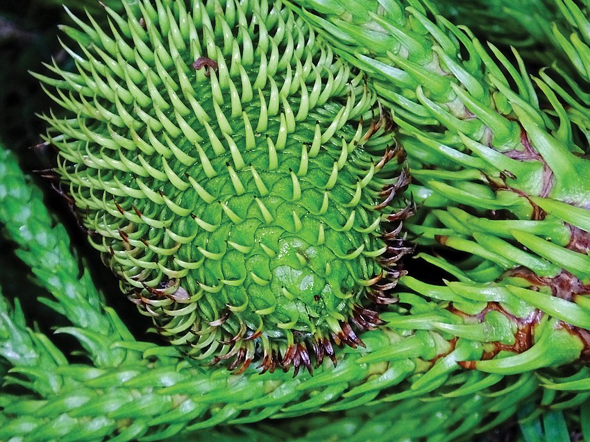 September: Scott Veix captured this photo after Hurricane Irma dropped the top of a Cook pine, giving an up-close look at something not normally seen in Braden Woods.