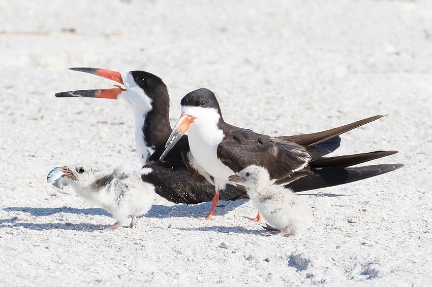September: Phil Stone photographed this “delightful family portrait” of a black skimmer family at Lido Beach.