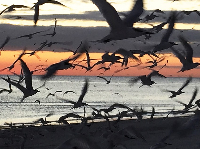 October:  Nancy Jordan captured birds flying across the beach on Siesta Key at sunset.
