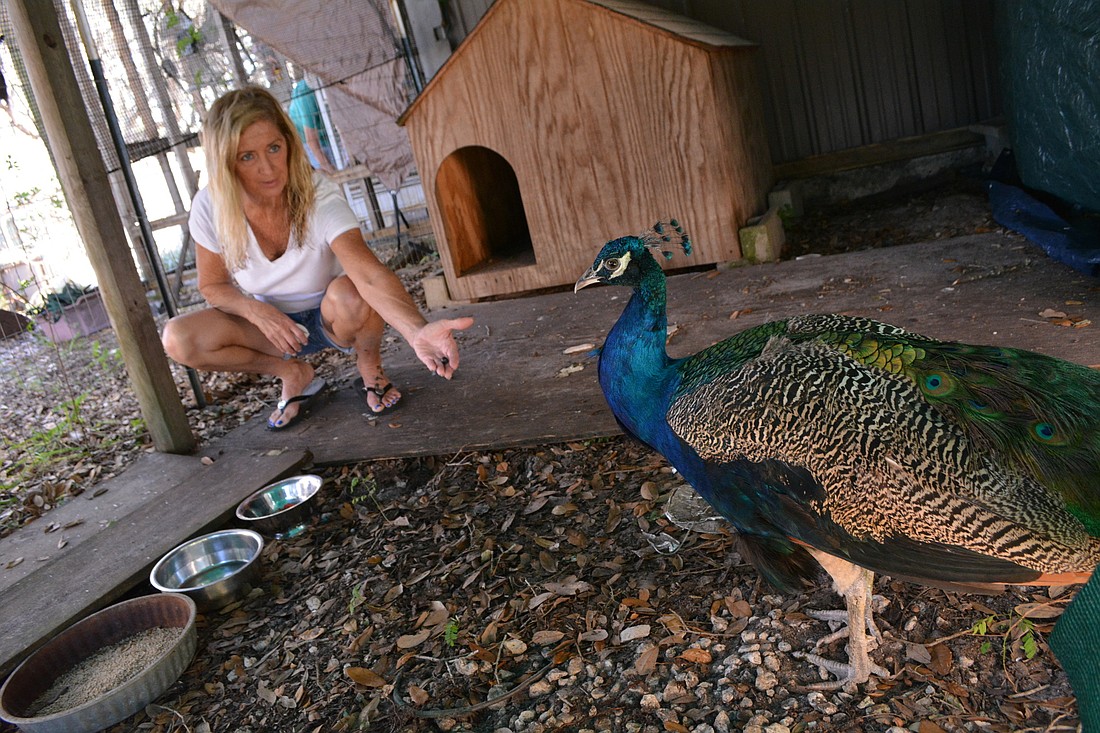 Romeo is recovering in an enclosure at Birds of Paradise, where he will spend the next 30 to 60 days as he heals from his injury and subsequent surgeries. Birds of Paradise Founder Debbie Huckaby lures him with food.