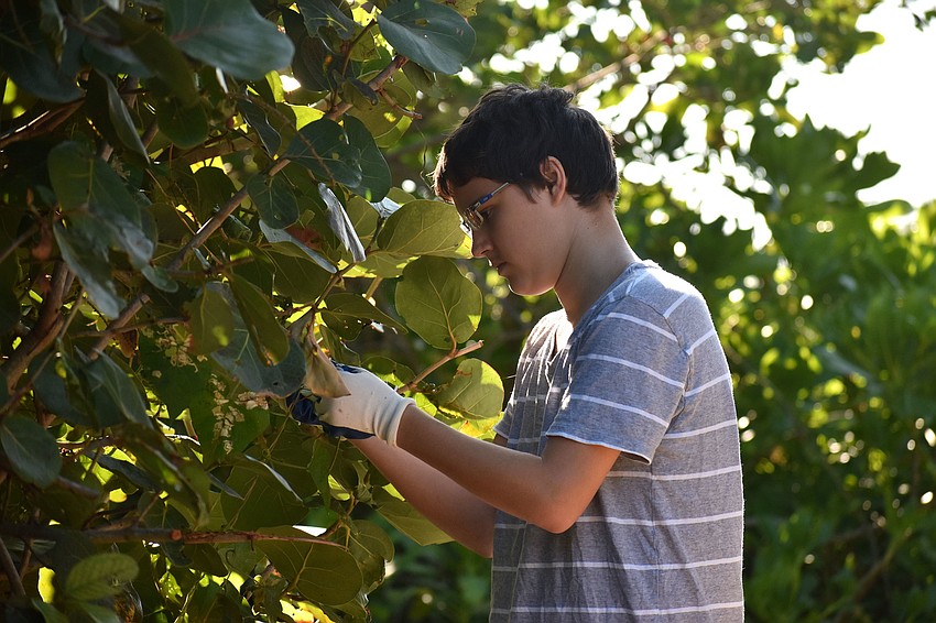 Benjamin Baram checks branches for invasive plants.