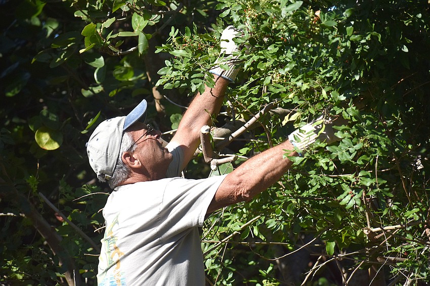 Bob O’Brien clips tree branches with invasive plants growing on them.