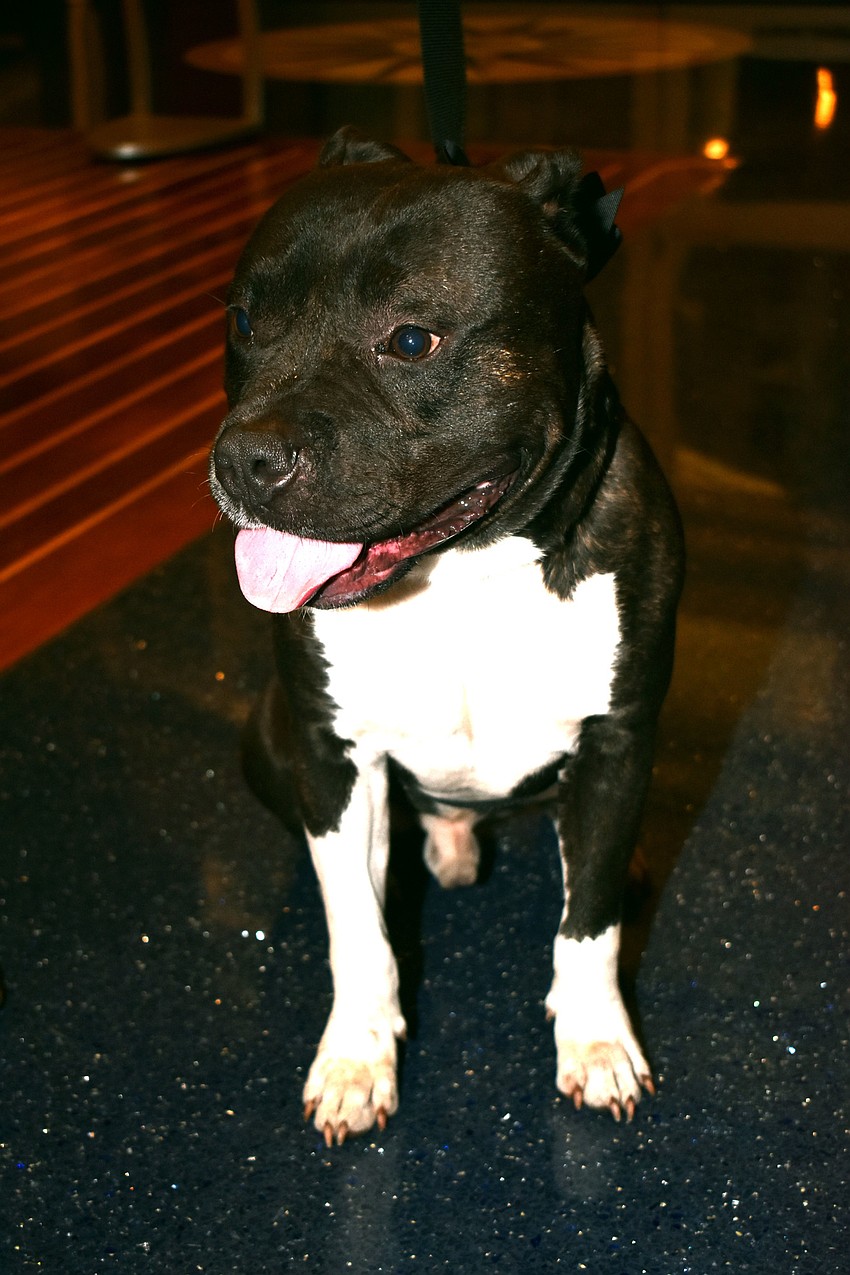 Clyde, who is available for adoption at the Humane Society, greeted guests as they arrived at cocktail hour.