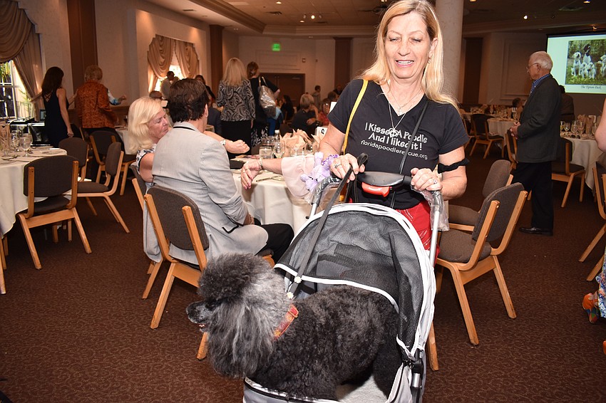 Marcela McMurray shows off her “I kissed a poodle and I liked it!” shirt with poodle Milieu.
