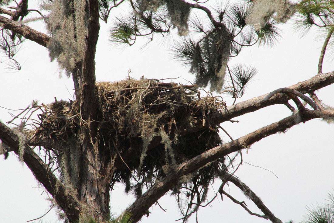 A nest, handcrafted by a bald eagle, sits high up in the trees on Lorraine Road in Lakewood Ranch. File photo.