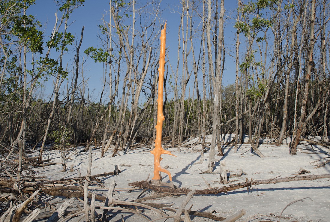 A ravaged mangrove forest on Greer Island, killed by ocean water washing over the eroded shoreline.