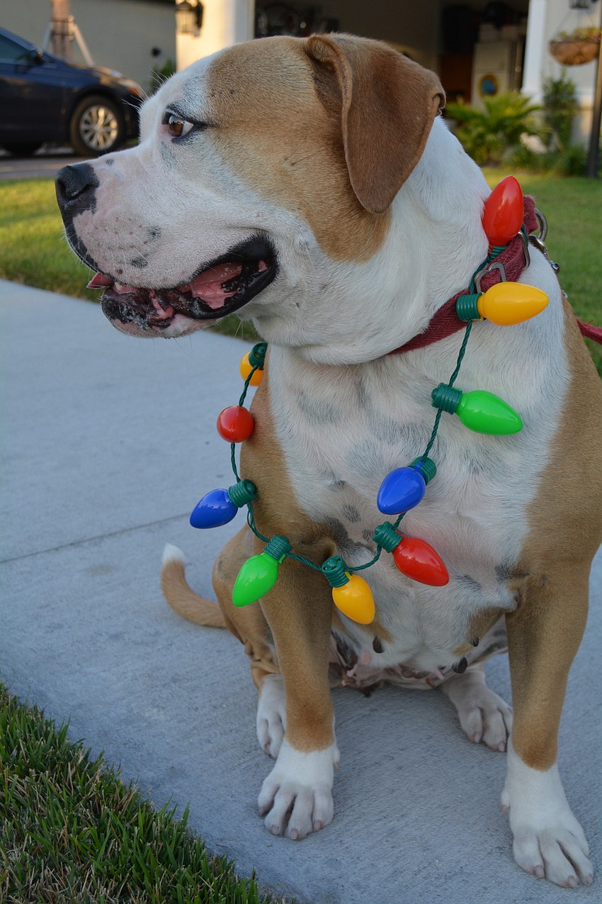 Paige, with her owner Eileen deBouer, not pictured, watches the parade from her front lawn.