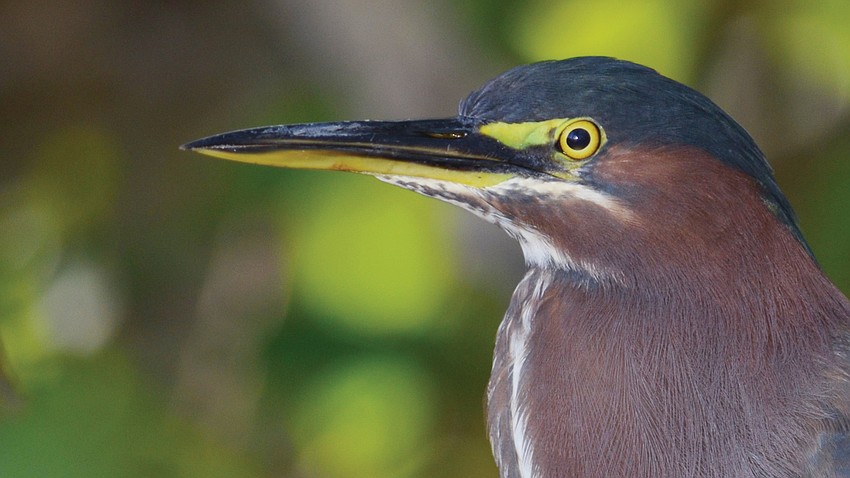 November: Nikki Smith captured this photo of a green heron stalking prey off a mangrove at Longboat Key.