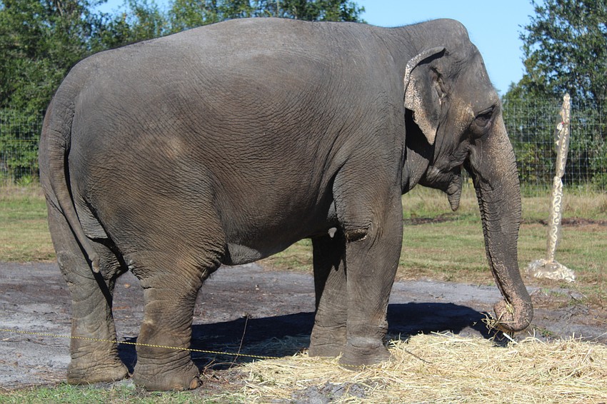 Marie, an Asian elephant from Two Tails Ranch, was the 'surprise guest' at Brunch with the Bears.