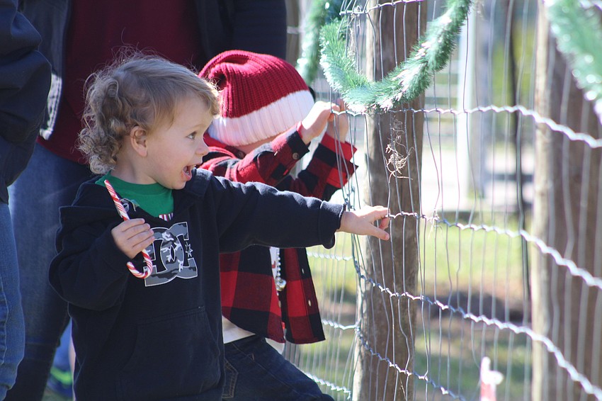 Parrish's Easton Delphey, 4, watches the bears at Bearadise Ranch.