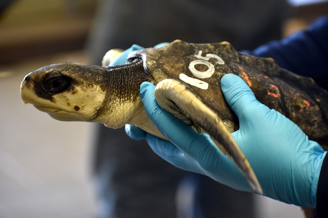 Sugar, a Kempâ€™s ridley sea turtle, is being rehabilitated at Mote before being released on the east coast of Florida.