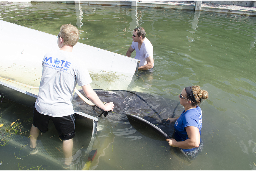 Rebeccah Hazelkorn, a senior biologist, along with Sgt. Bruce King with the Sarasota Police Dept. work to get the whale on the trailer and dry land.