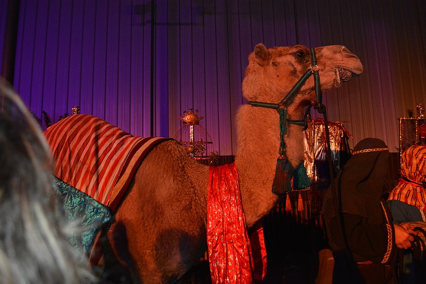Guests even could view live animals. The camels came from Ocala for the event.
