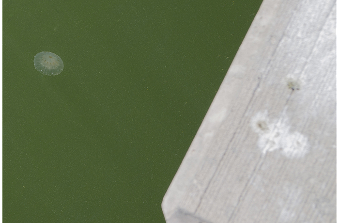 Jellyfish float in along a groin on Longboat Key.