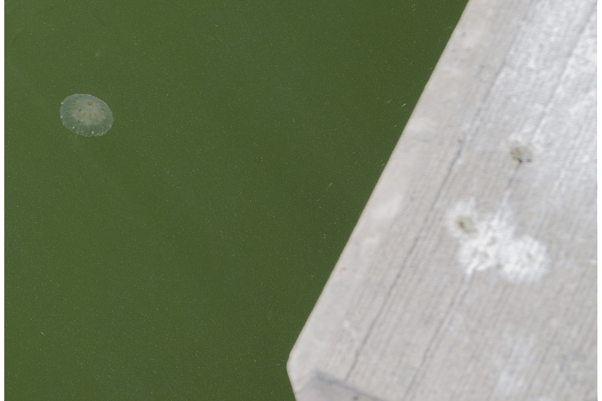 Jellyfish float in along a groin on Longboat Key.
