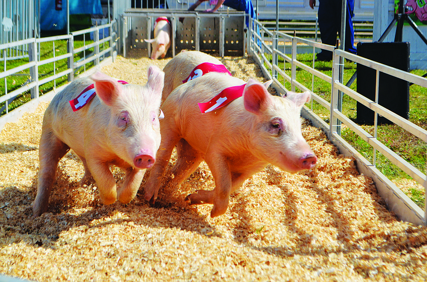 The Manatee County fair opened in January with animal showmanship, live entertainment, midway rides and family festivities.