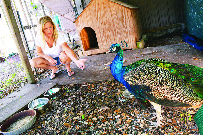 Romeo the peacock was shot while roaming Mill Creek, but he recovered thanks to contributions from neighborhood residents who paid his veterinary bills.