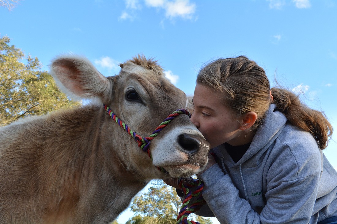 Caitlin Sollazo, a senior at Lakewood Ranch High,  loves her Brown Swiss dairy cow, Dallas. It is the offspring of the first cow she owned.