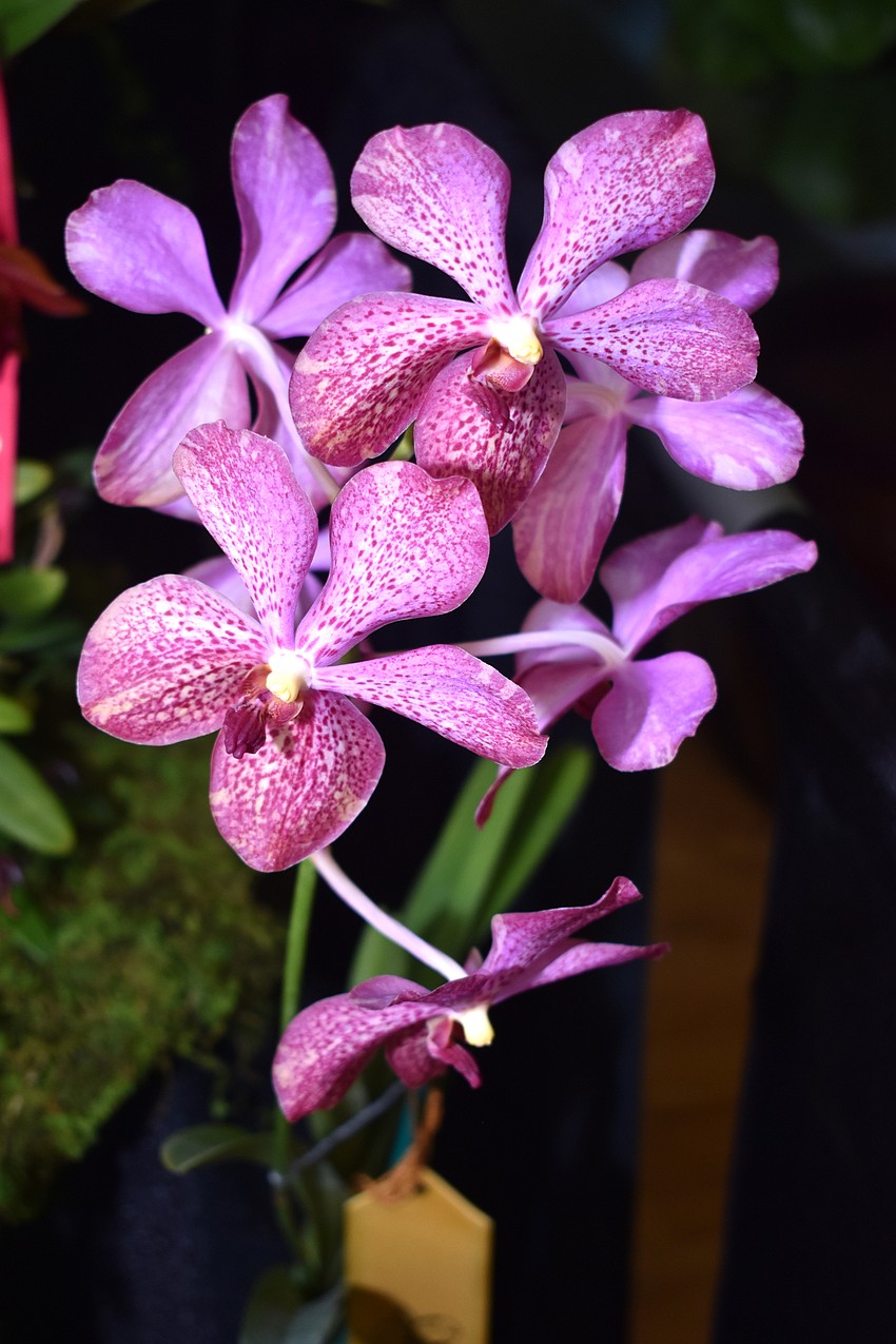 Hundreds of orchids were judged in displays by the Sarasota, Venice and Englewood orchid societies.