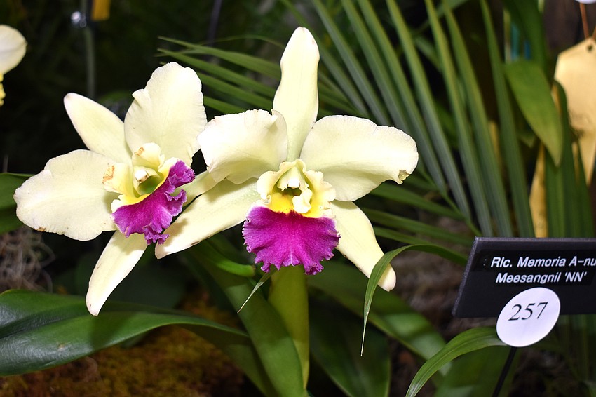 Hundreds of orchids were judged in displays by the Sarasota, Venice and Englewood orchid societies.