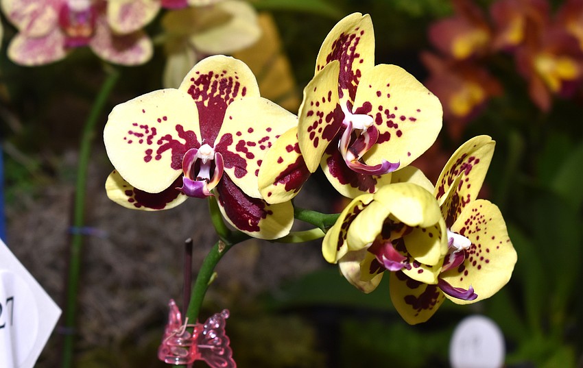 Not only were orchids on display, but vendors were present selling their orchids as well.