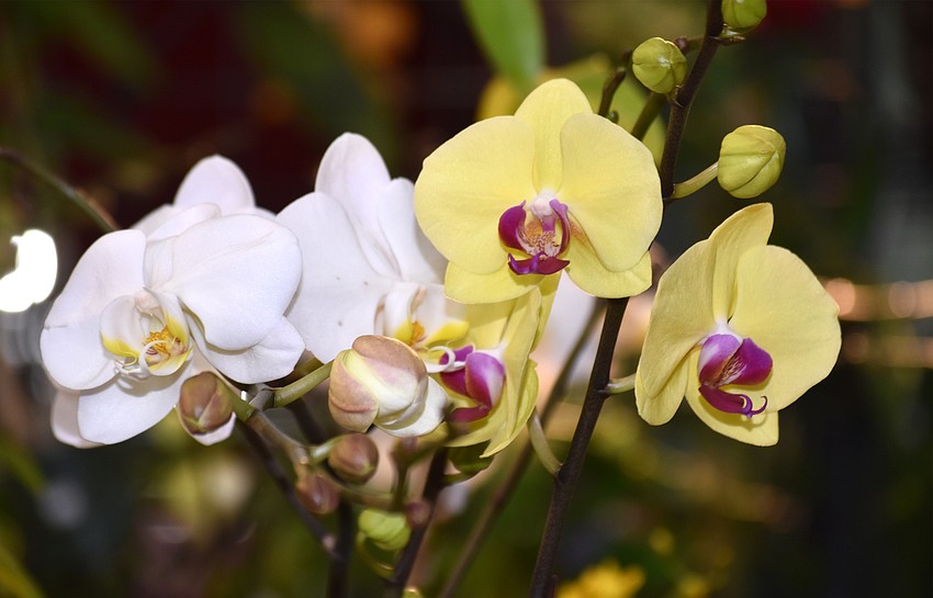 Not only were orchids on display, but vendors were present selling their orchids as well.