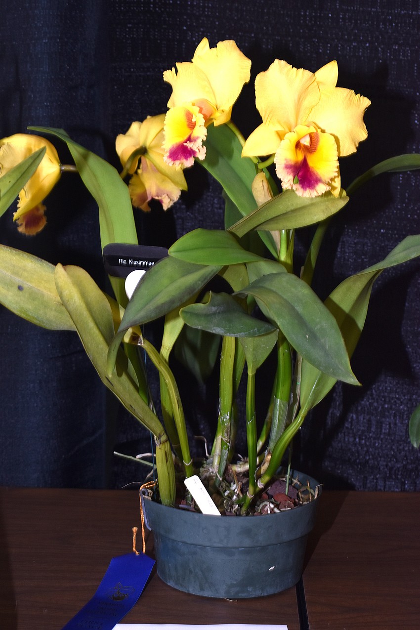 Hundreds of orchids were judged in displays by the Sarasota, Venice and Englewood orchid societies.