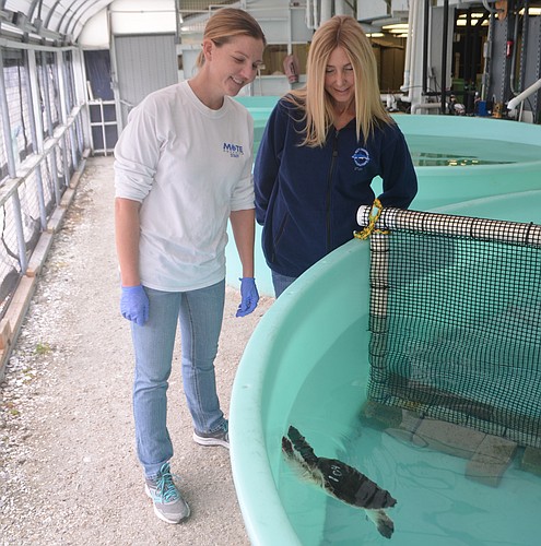 Mote Rehabilitation Technician Jenna Rouse (left) and Rehabilitation and Medical Care Coordinator Lynne Byrd tend to Doodle, a Kempâ€™s ridley sea turtle.