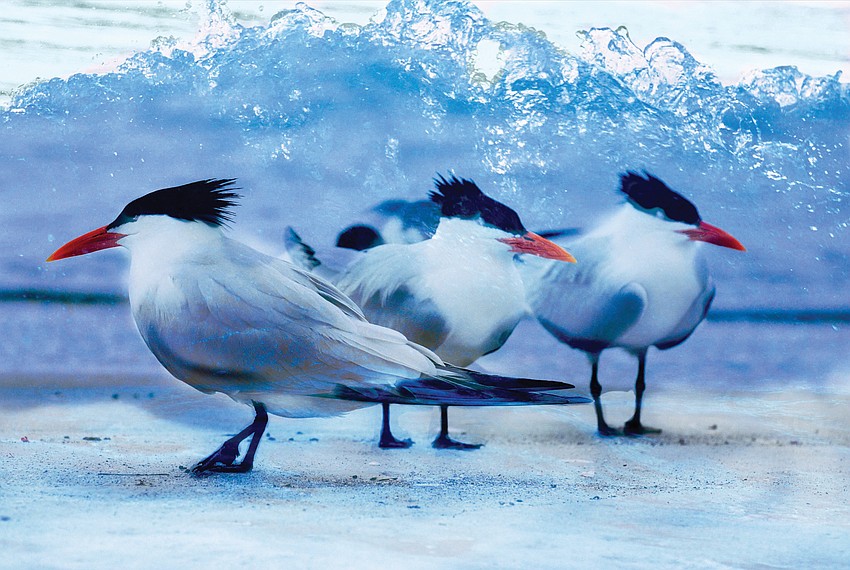 December: Belinda Russell photographed these black skimmers during a walk on Longboat Key Beach.