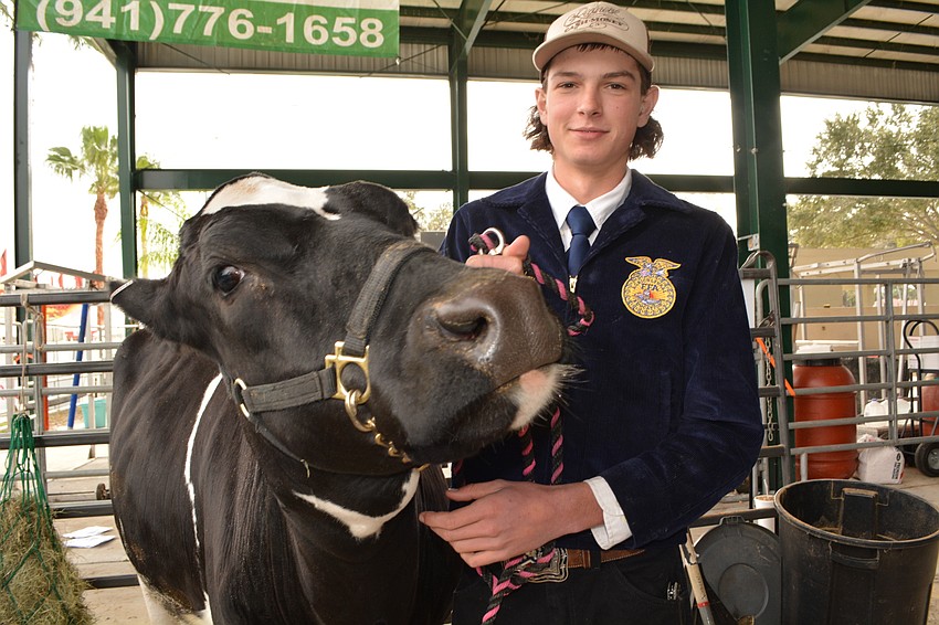 Lakewood Ranch High's Alex Whalen, 16, shows off his heifer, which got first in her class.