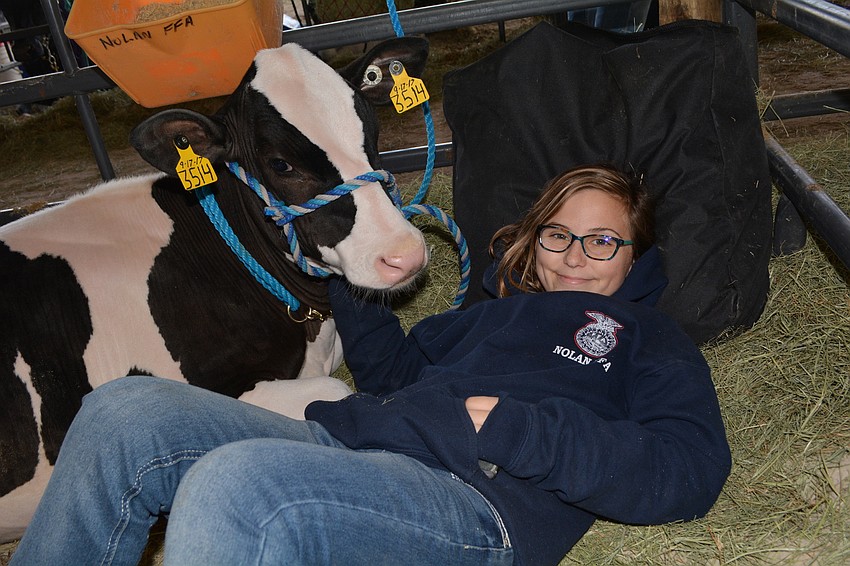 Nolan Middle School's Marina Redden,  11, enjoys showing her 3-month-old heifer, Delilah, in the fair.
