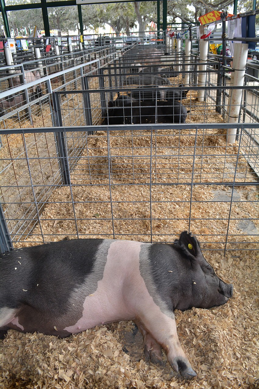 Students showed off their swine during the swine sale Jan. 13.
