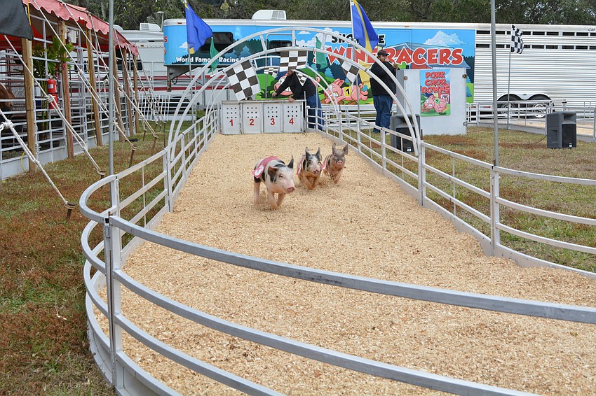 Pigs take off as part of the Show Me Swine Racers event.